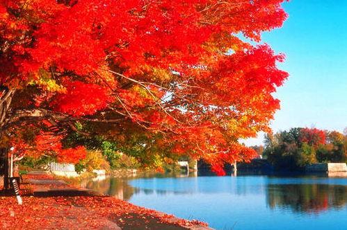 红叶大图爆料怎么做视频,视频生成攻略全解析