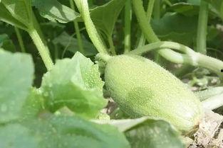 新疆吃瓜公众号,瓜果飘香，尽享舌尖盛宴